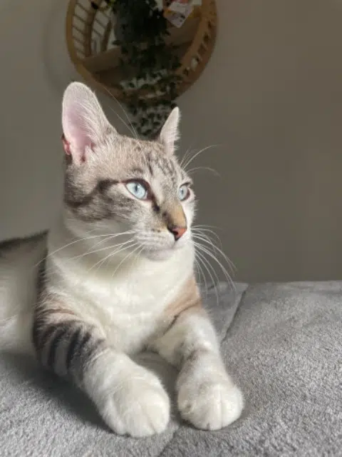 chat reunited   33320 Eysines Massilia