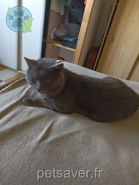 gato reunited   33820 Braud-et-Saint-Louis Matou