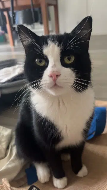 chat reunited   33320 Eysines Mickey