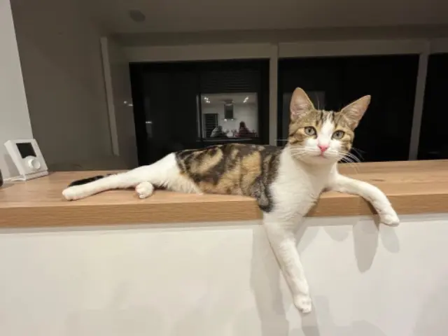 chat reunited   33600 Pessac Milo