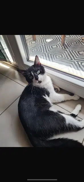 chat reunited   33700 Mérignac Mimi