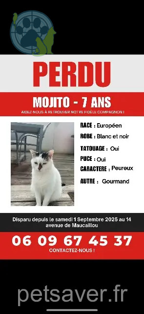 chat reunited   33450 Saint-Sulpice-et-Cameyrac Mojito