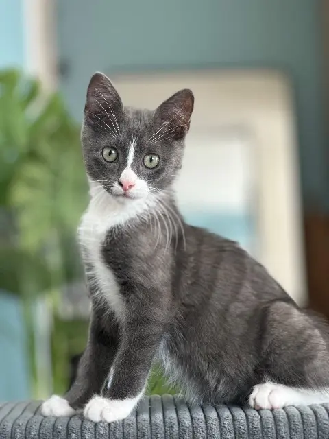 chat reunited   33500 Libourne Mokki