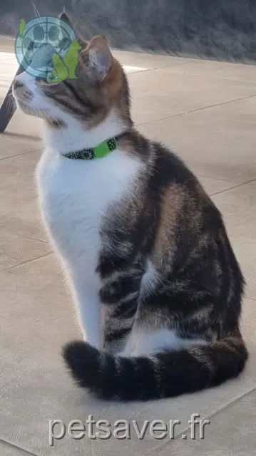 chat reunited 33500 Les Billaux Mozart