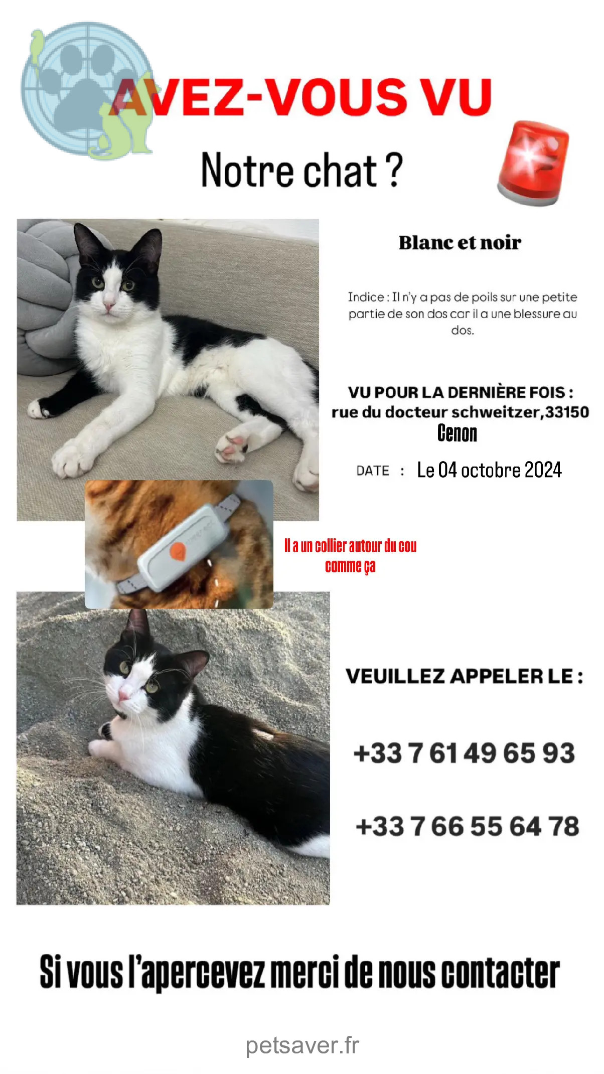 Chat Perdu 33 Gironde - Muezza Chat Perdu 33 Gironde - Muezza
