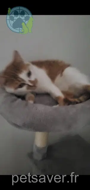 chat reunited 33110 Le Bouscat Muezza