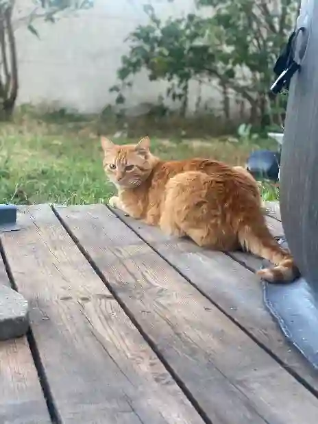 Chat Trouvé 33 Gironde - Nemo Chat Trouvé 33 Gironde - Nemo