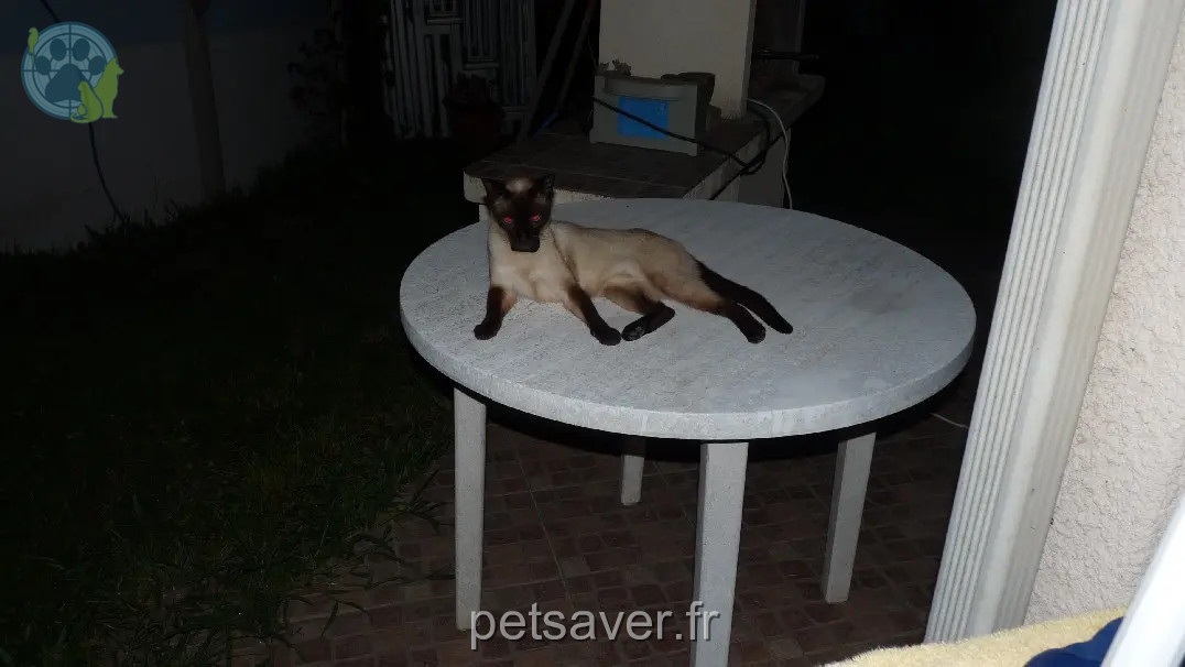 Chat Perdu 33 Gironde - Noé Chat Perdu 33 Gironde - Noé