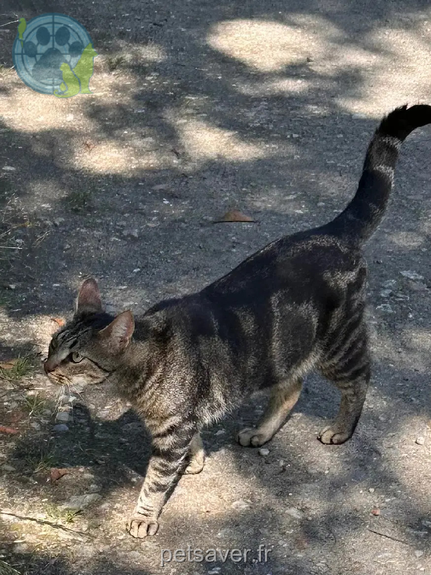 Chat Perdu 33 Gironde - Oggy Chat Perdu 33 Gironde - Oggy