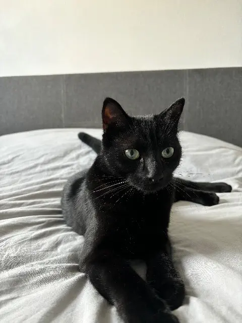 chat reunited   33270 Bouliac Onyx