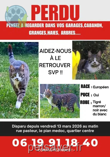 chat reunited 33290 Le Pian-Médoc Osaka