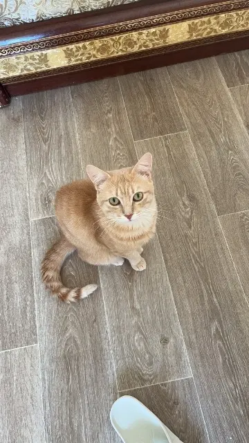 chat reunited   33320 Eysines Oujdi