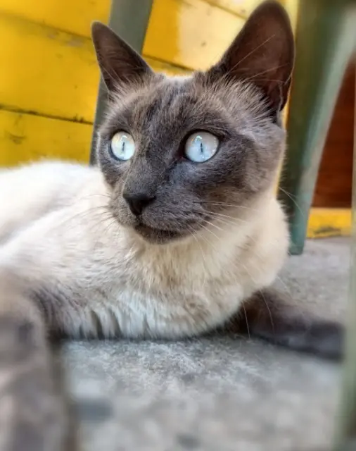 chat reunited   33150 Cenon Ozou