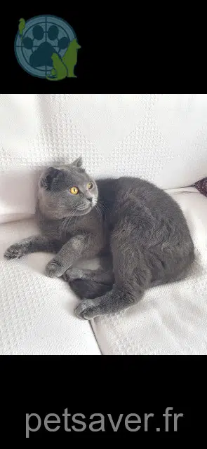 chat reunited   33320 Eysines Pacha