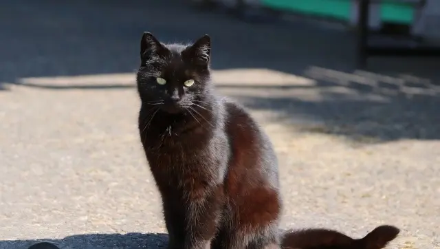 chat reunited   33160 Saint-Aubin-de-Médoc Patapouf