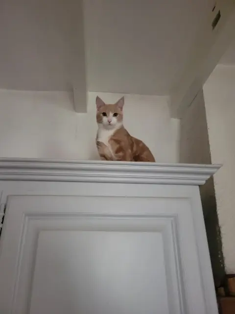 chat reunited   33450 Saint-Loubès Poci