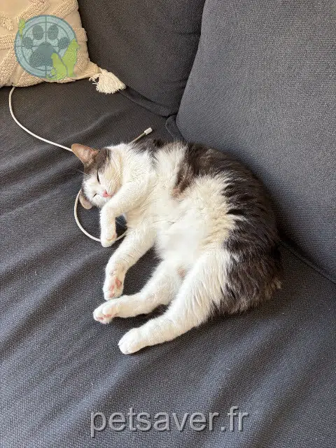 chat reunited 33600 Pessac Poppy