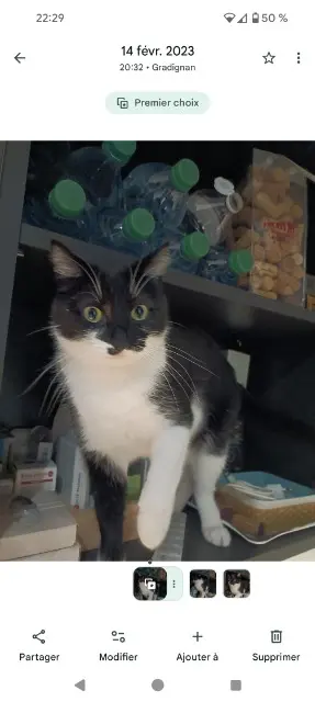 chat reunited   33140 Villenave-d'Ornon Rio