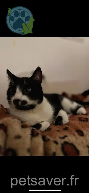 chat reunited 33320 Le Taillan-Médoc Rio