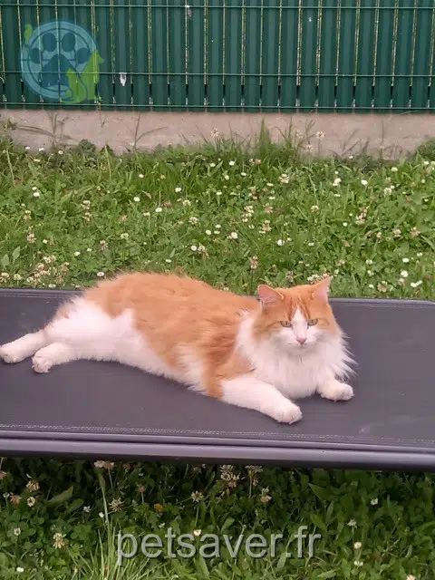 chat reunited   33700 Mérignac Rouxy