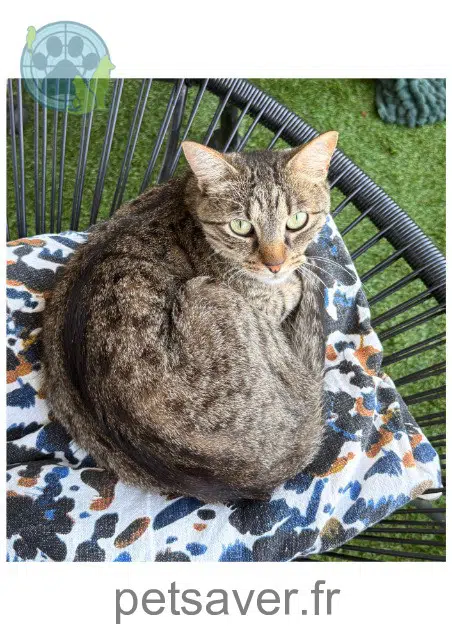 chat reunited 33700 Mérignac Sammy