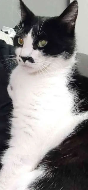 chat reunited   33310 Lormont Sanji