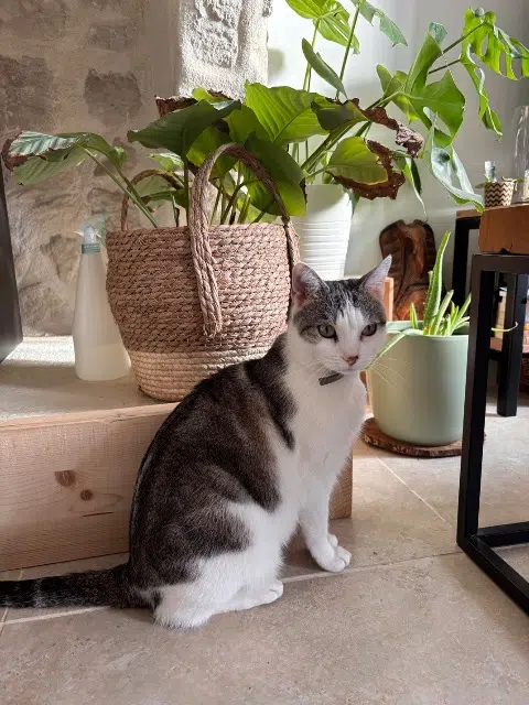 chat reunited   33410 Béguey Sasuke