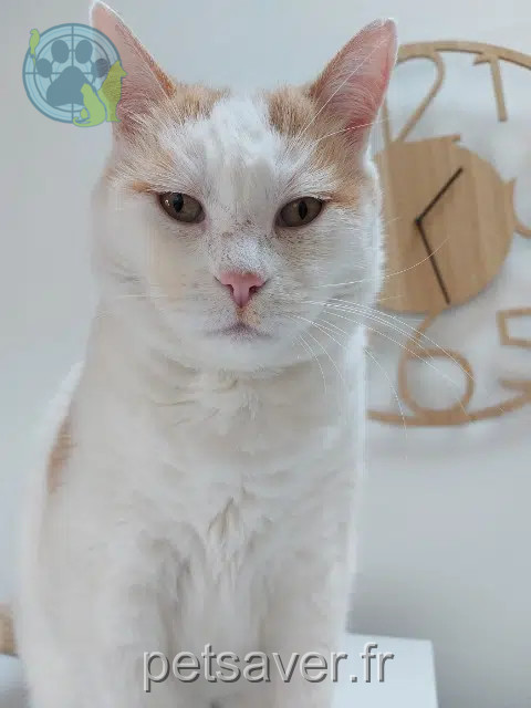 chat reunited   33700 Mérignac Schmitt