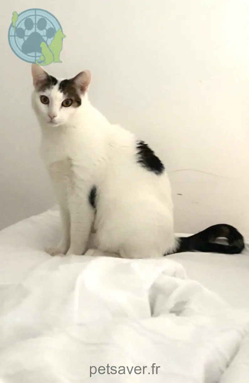 chat reunited   33640 Beautiran Seto