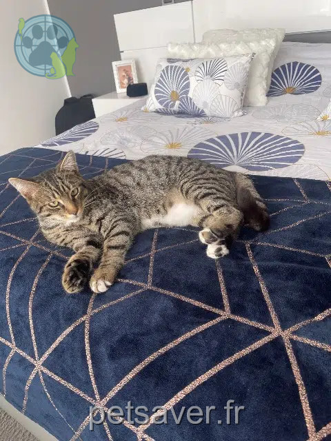 chat reunited 33920 Saint-Savin Simba