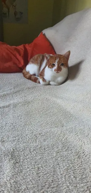 chat reunited   33240 Cadillac-en-Fronsadais Simba