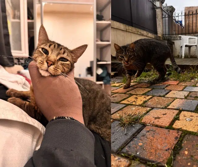 chat reunited   33400 Talence Soma