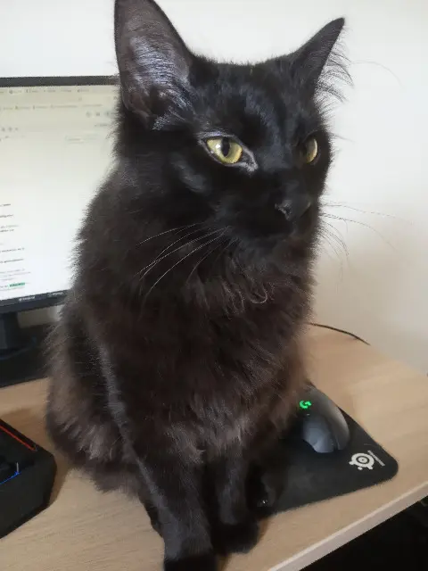 chat reunited   33320 Eysines Spriggan