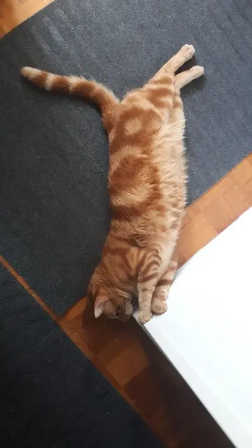 chat reunited   33160 Saint-Médard-en-Jalles Sunny