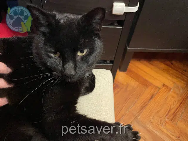 chat reunited   33170 Gradignan Sven