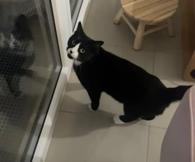 chat reunited   33380 Mios Tarzan