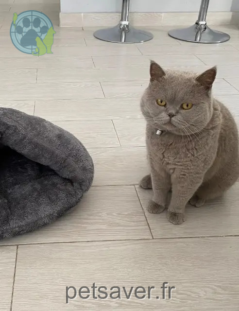 chat reunited 33560 Carbon-Blanc Theo