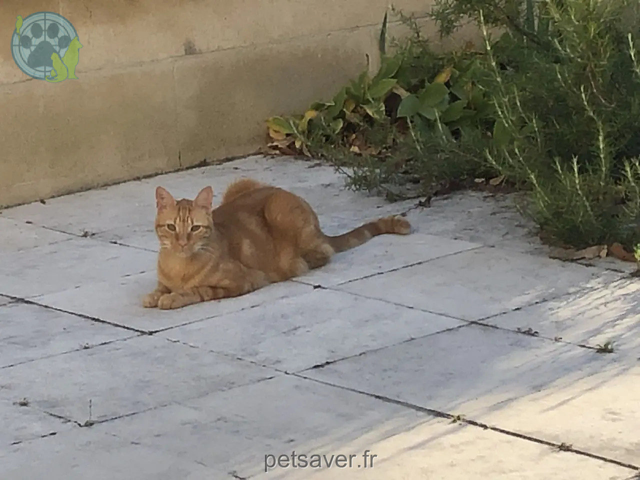 Chat Perdu 33 Gironde - Tigrou Chat Perdu 33 Gironde - Tigrou