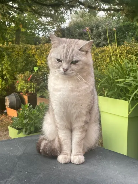 chat reunited   33410 Cadillac-sur-Garonne Tigrou