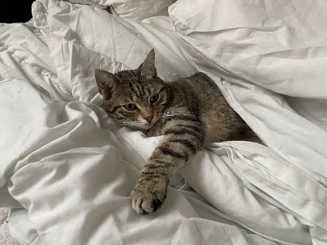 chat reunited   33185 Le Haillan Tigrou