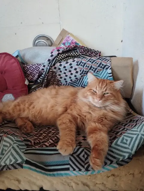 chat reunited   33990 Hourtin TITICHAT