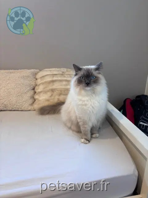 chat reunited   33520 Bruges Tokyo