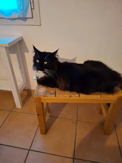 chat reunited   33910 Saint-Denis-de-Pile Ulysse