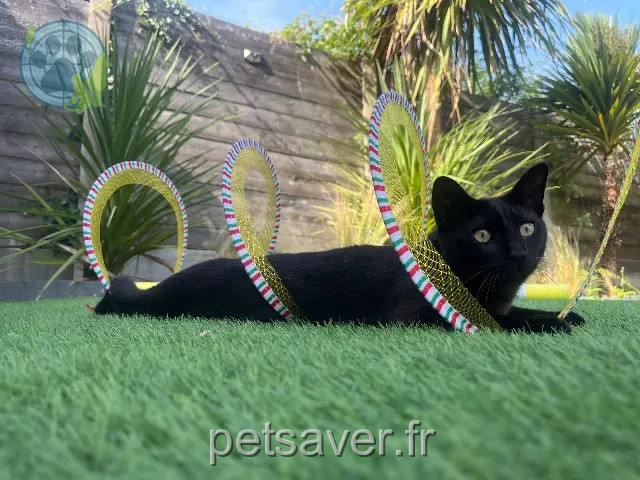 chat reunited 33680 Le Porge Vik