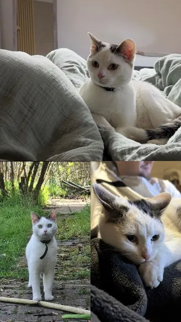 chat reunited   33910 Saint-Denis-de-Pile Volt