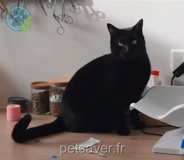 chat reunited   33400 Talence Wyka