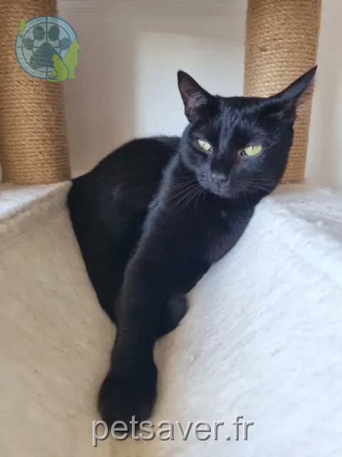 chat reunited   33400 Talence Yami