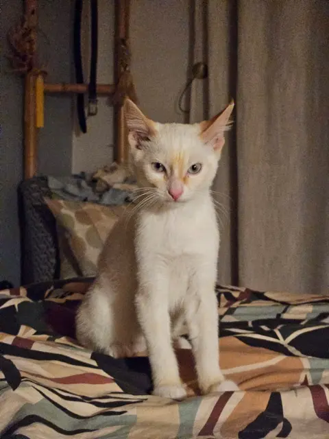 chat reunited   33270 Bouliac Yuki