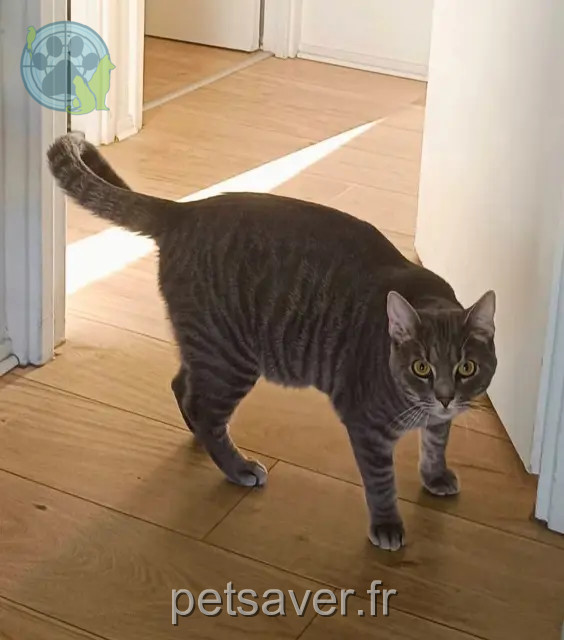 chat reunited 33700 Mérignac Zazou