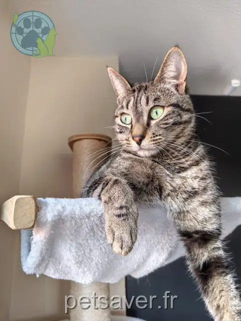 gato reunited    Lège-Cap-Ferret Zoulou